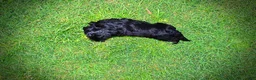 Havapoo dogs for sale: Webster - Ad 9