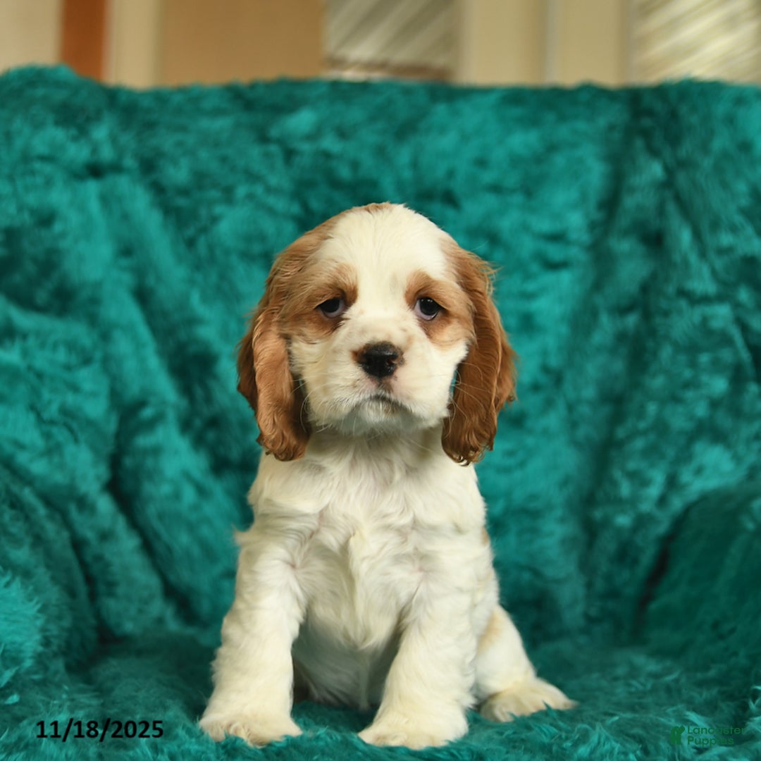 Cocker Spaniel dogs for sale: Aspen  - Ad 3