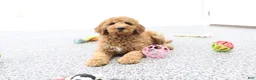 Mini Goldendoodle dogs for sale: Frisky - Ad 5