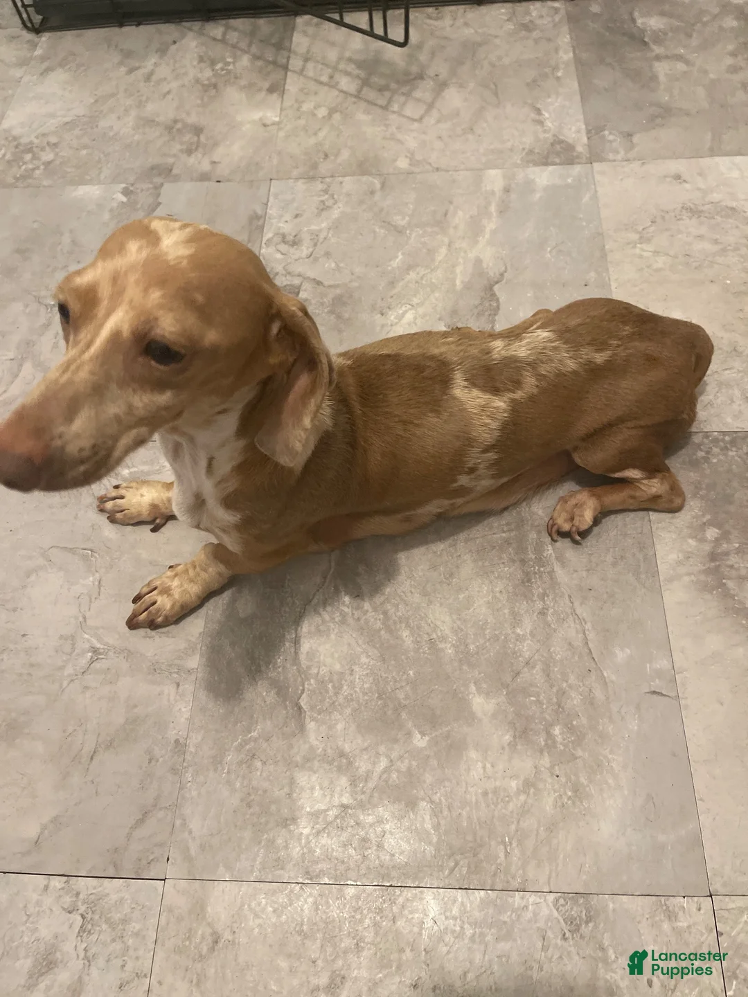 Miniature Dachshund dogs for sale: Miniature Dachshund 3 - Ad 2