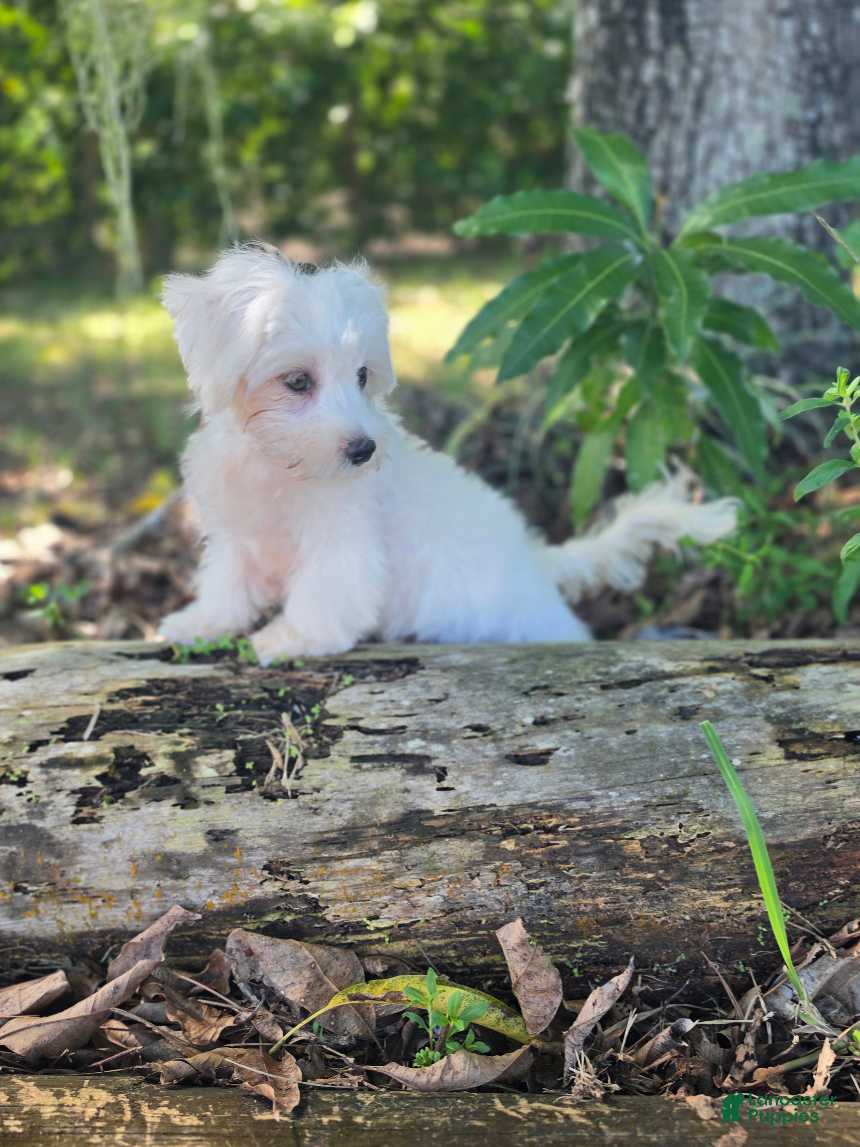 Morkie dogs Boy 1 - Ad 1