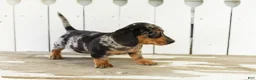 Miniature Dachshund dogs for sale: Otis  - Ad 4