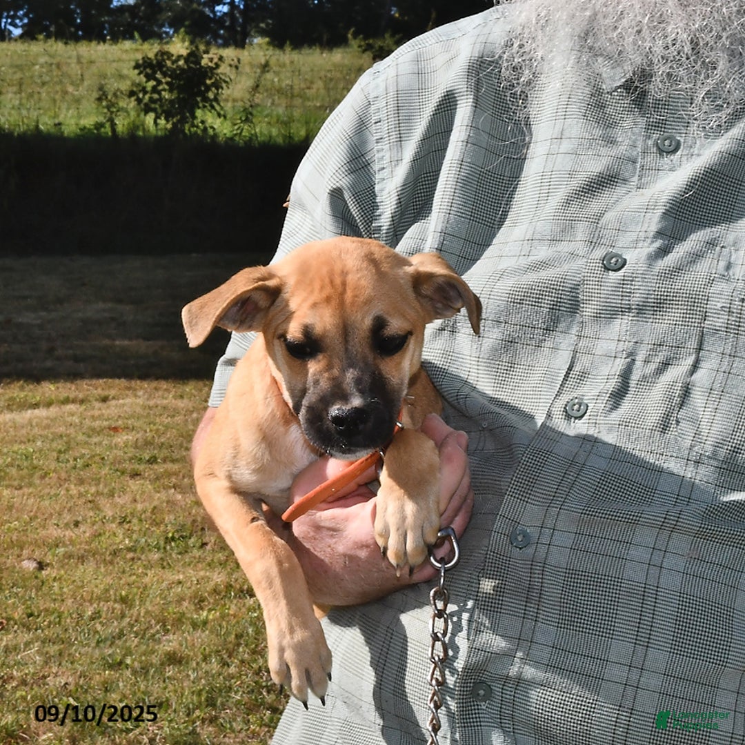 Mixed Breed dogs for sale: Shadow - Ad 5