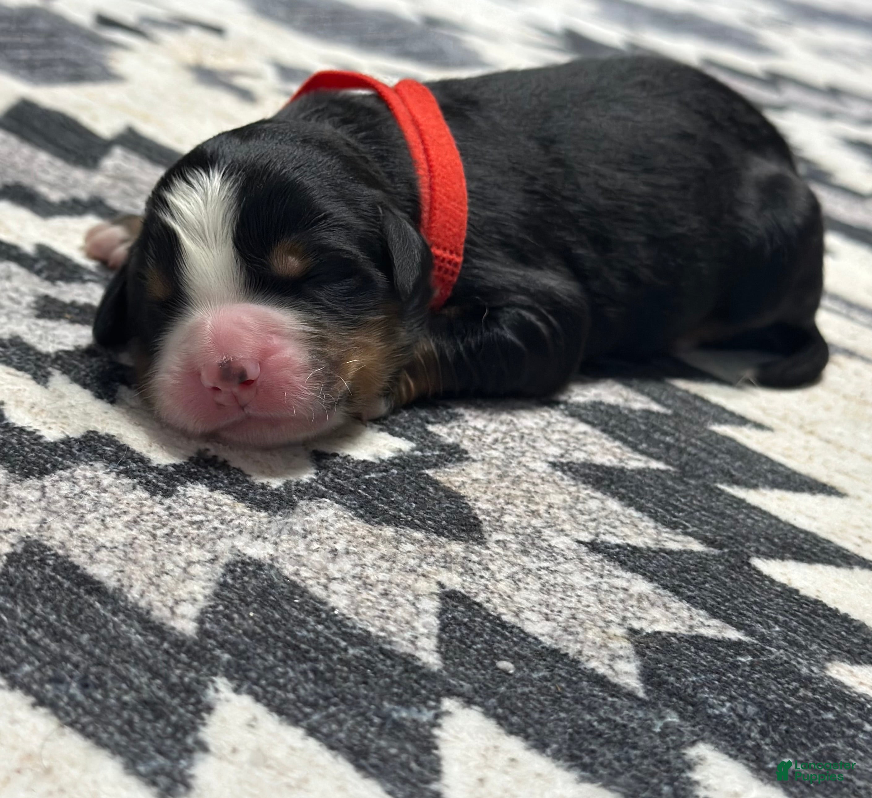 Bernese Mountain Dog dogs Denver - Ad 37