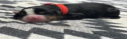 Bernese Mountain Dog dogs for sale: Denver - Ad 1
