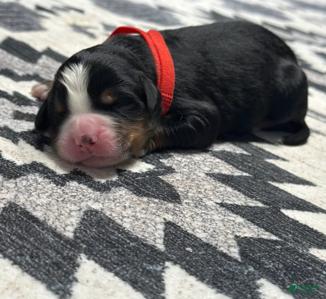 Bernese Mountain Dog dogs for sale: Denver - Ad 1