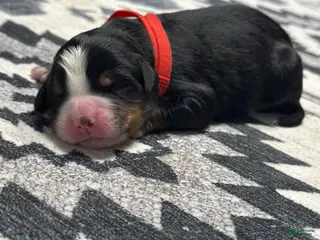 Bernese Mountain Dog dogs Denver - Ad 12