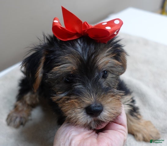Yorkshire Terrier dogs Ziggy steal of a deal - Ad 34