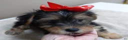 Yorkshire Terrier dogs for sale: Ziggy steal of a deal - Ad 1