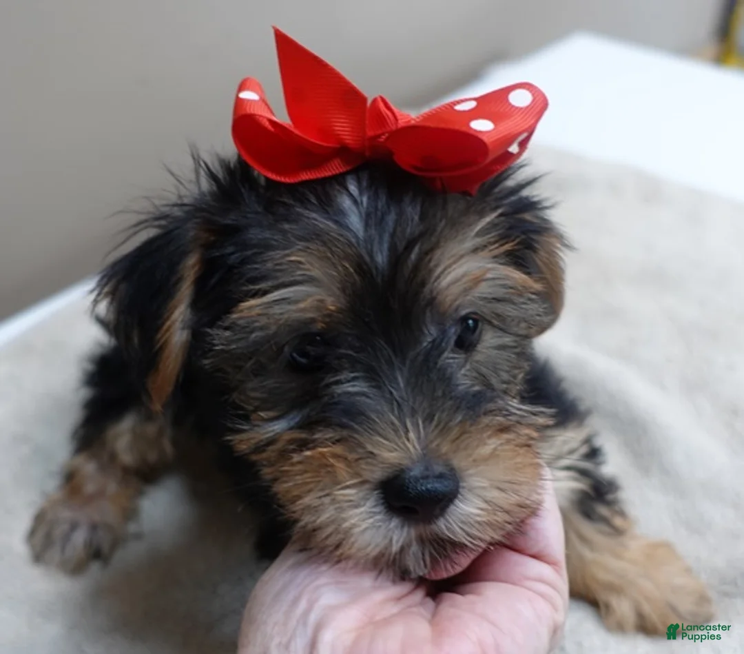 Yorkshire Terrier dogs for sale: Ziggy steal of a deal - Ad 1