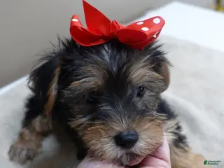 Yorkshire Terrier dogs Ziggy steal of a deal - Ad 30