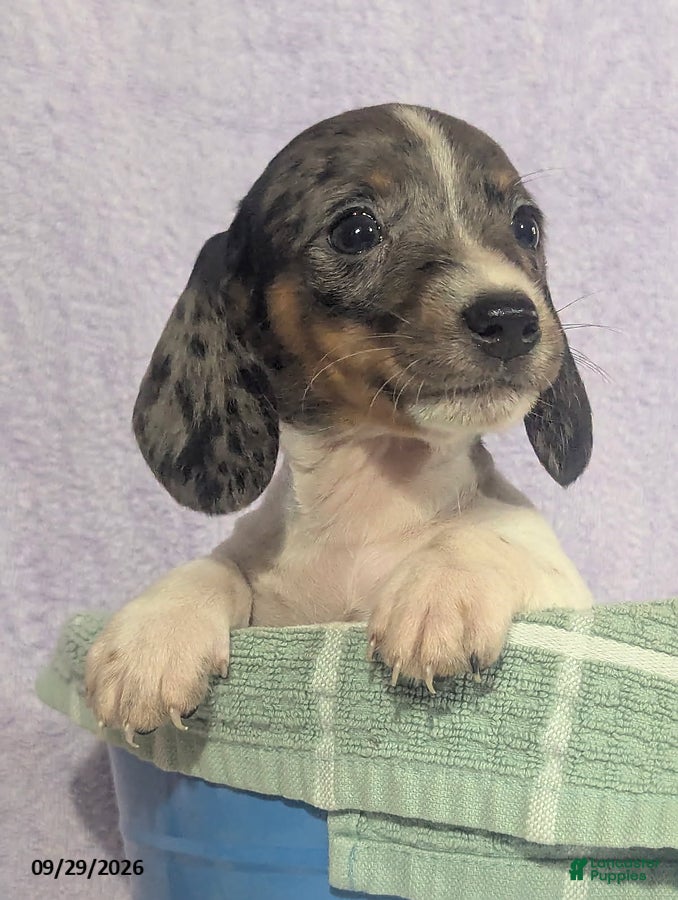 Dachshund dogs Lena White - Ad 2