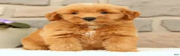 Mini Goldendoodle dogs for sale: Cricket - Ad 6