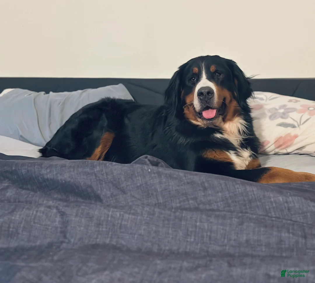 Bernese Mountain Dog dogs for sale: Chanel - Ad 4