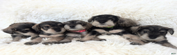 Miniature Schnauzer dogs for sale: ELMER - Ad 8