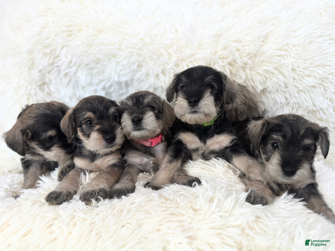 Miniature Schnauzer dogs for sale: ELMER - Ad 8