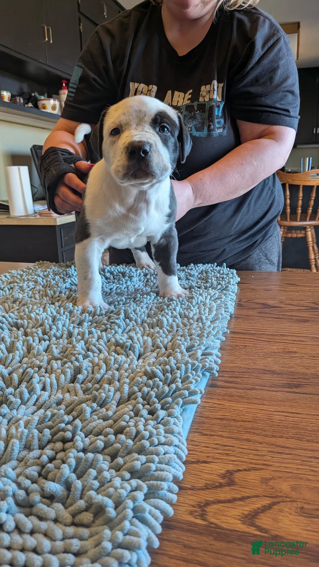 American Bully dogs for sale: American Bully Puppy 2 - Ad 1