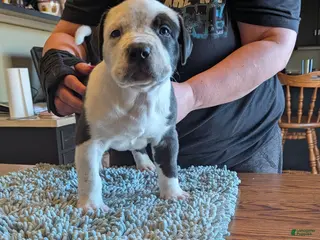 American Bully dogs American Bully Puppy 2 - Ad 2