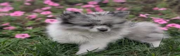 Pomeranian dogs for sale: Dazzle - Ad 2
