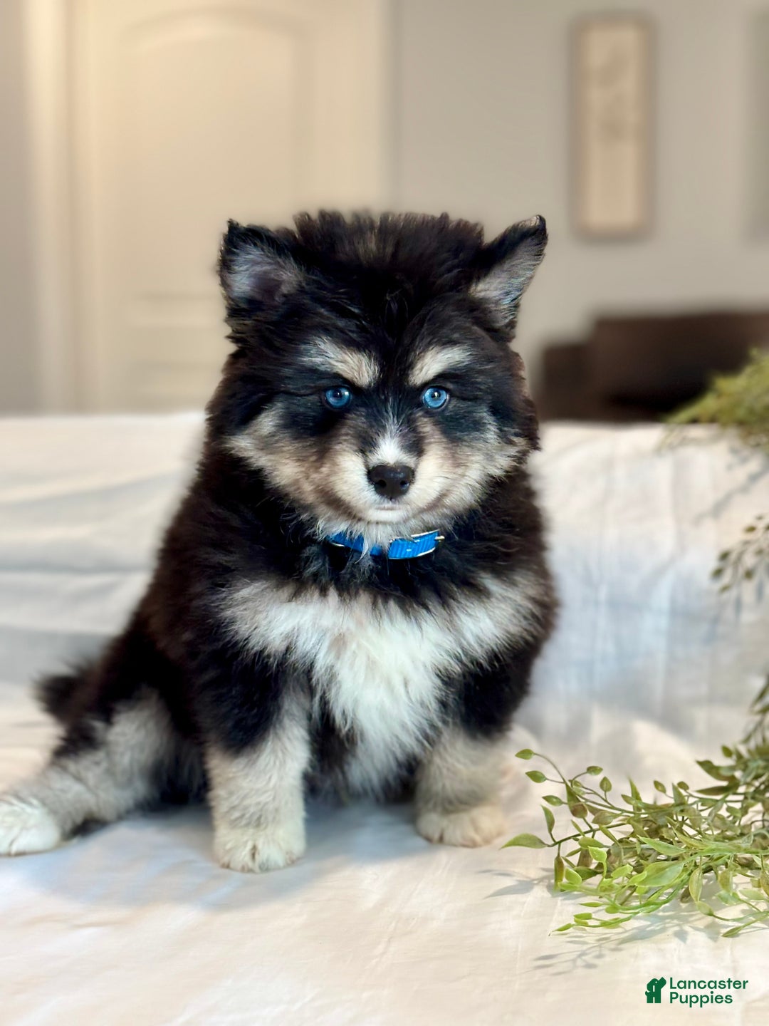 Pomsky dogs for sale: Flicker  Pomsky Puppy 2 - Ad 2