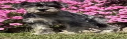 Miniature Schnauzer dogs for sale: Hudson - Ad 1