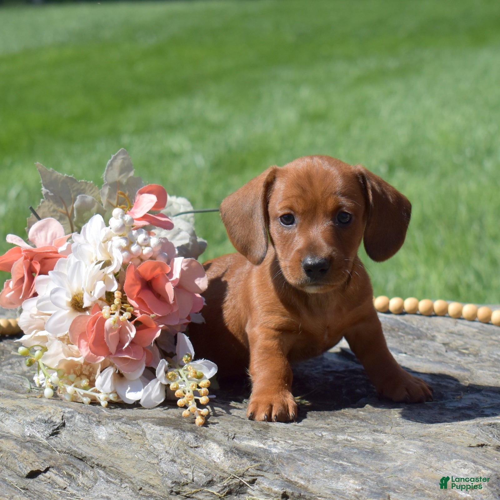 Miniature Dachshund dogs Galaxy - Ad 2