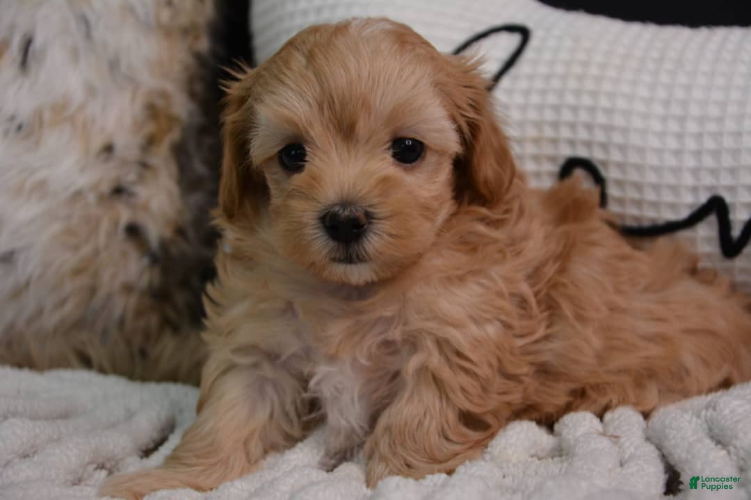 Maltipoo dogs Tom - Ad 26