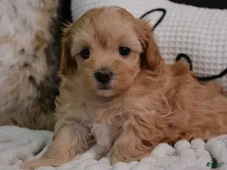 Maltipoo dogs Tom - Ad 26
