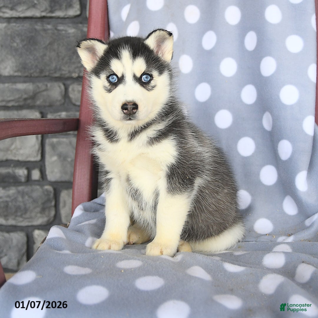 Siberian Husky dogs for sale: Clover - Ad 3