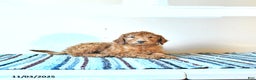 Irish Doodle dogs for sale: Lilac - Ad 4