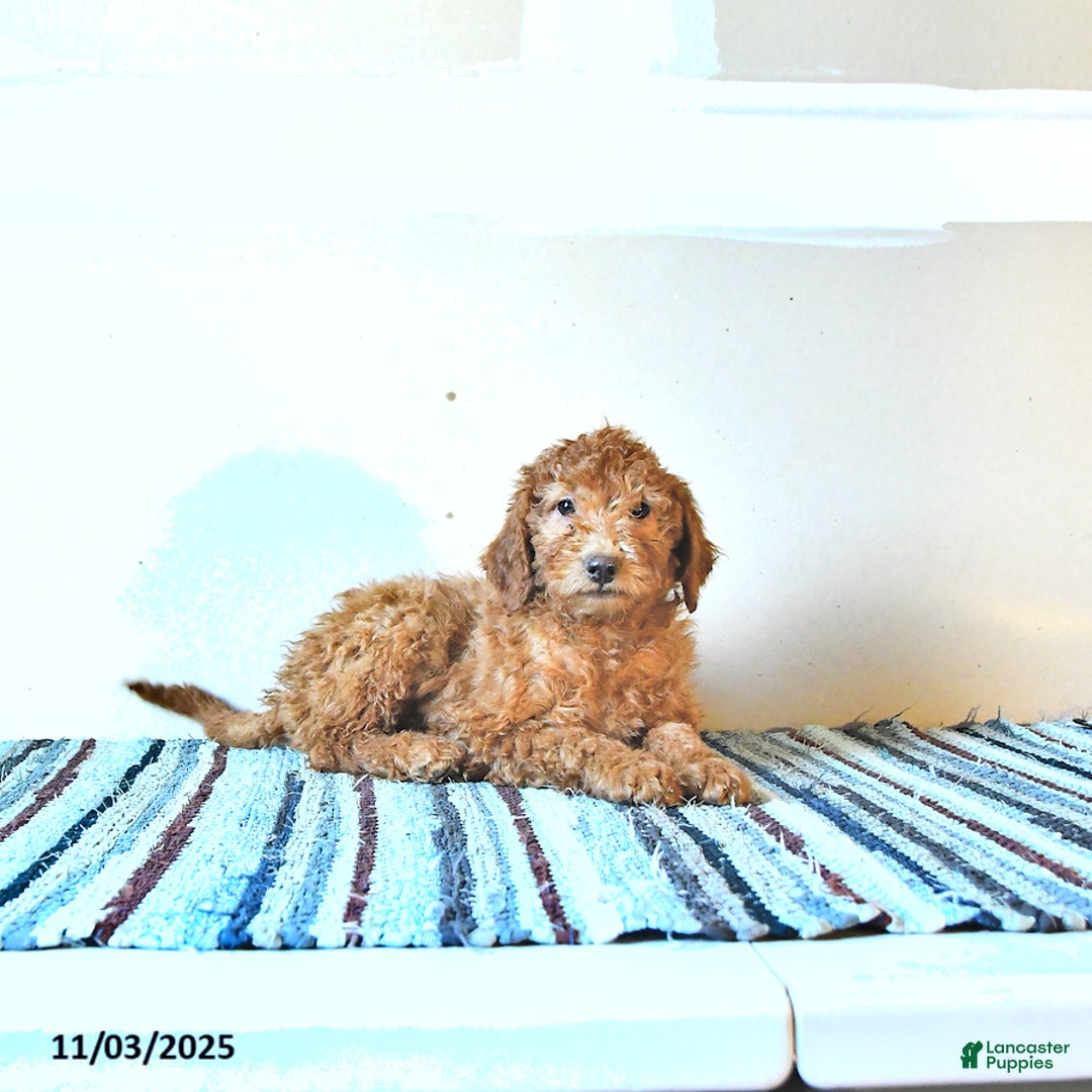 Irish Doodle dogs for sale: Lilac - Ad 4