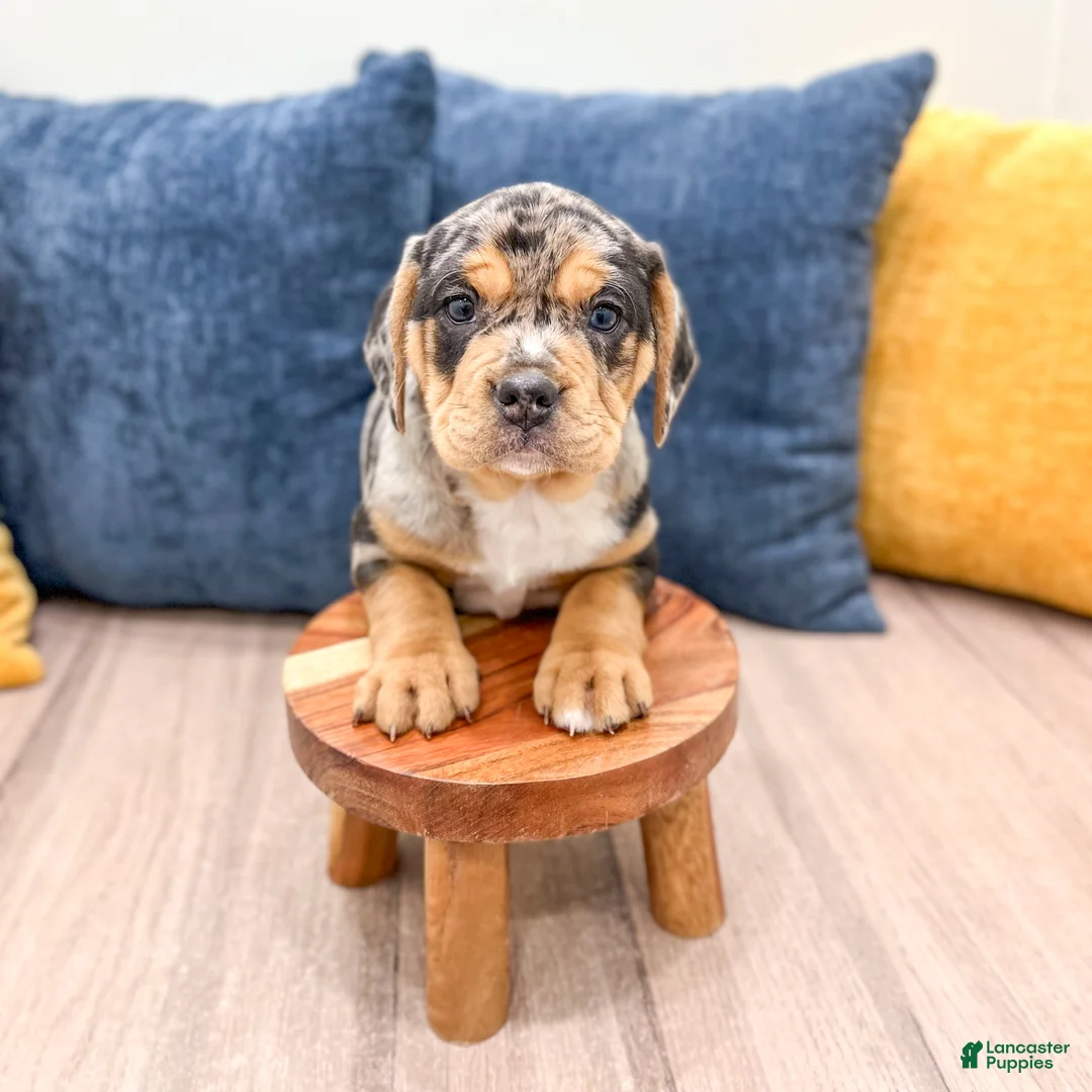 Mixed Breed dogs for sale: Gia - Ad 4