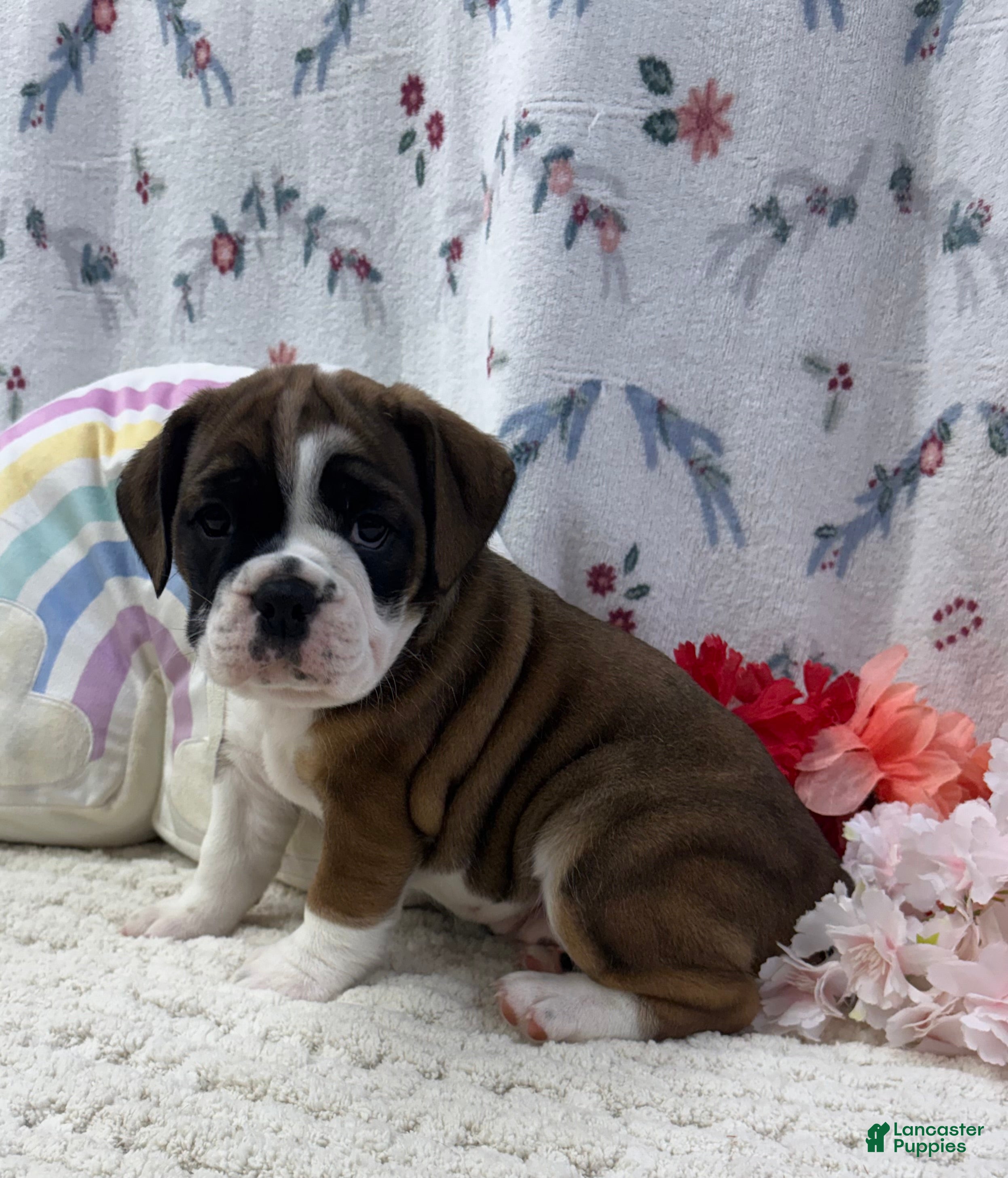 English Bulldog dogs Laurel - Ad 1