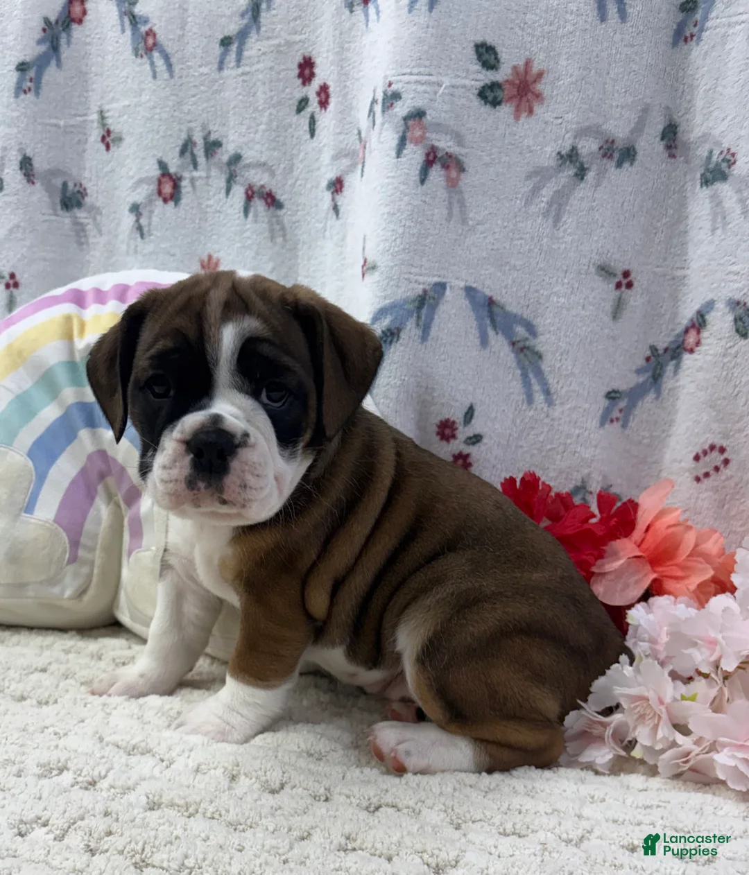 English Bulldog dogs for sale: Laurel - Ad 1