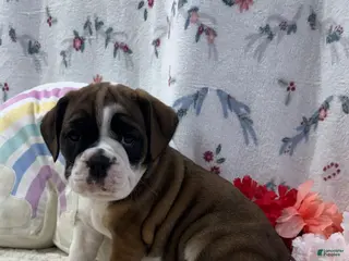 English Bulldog dogs for sale: Laurel - Ad 3
