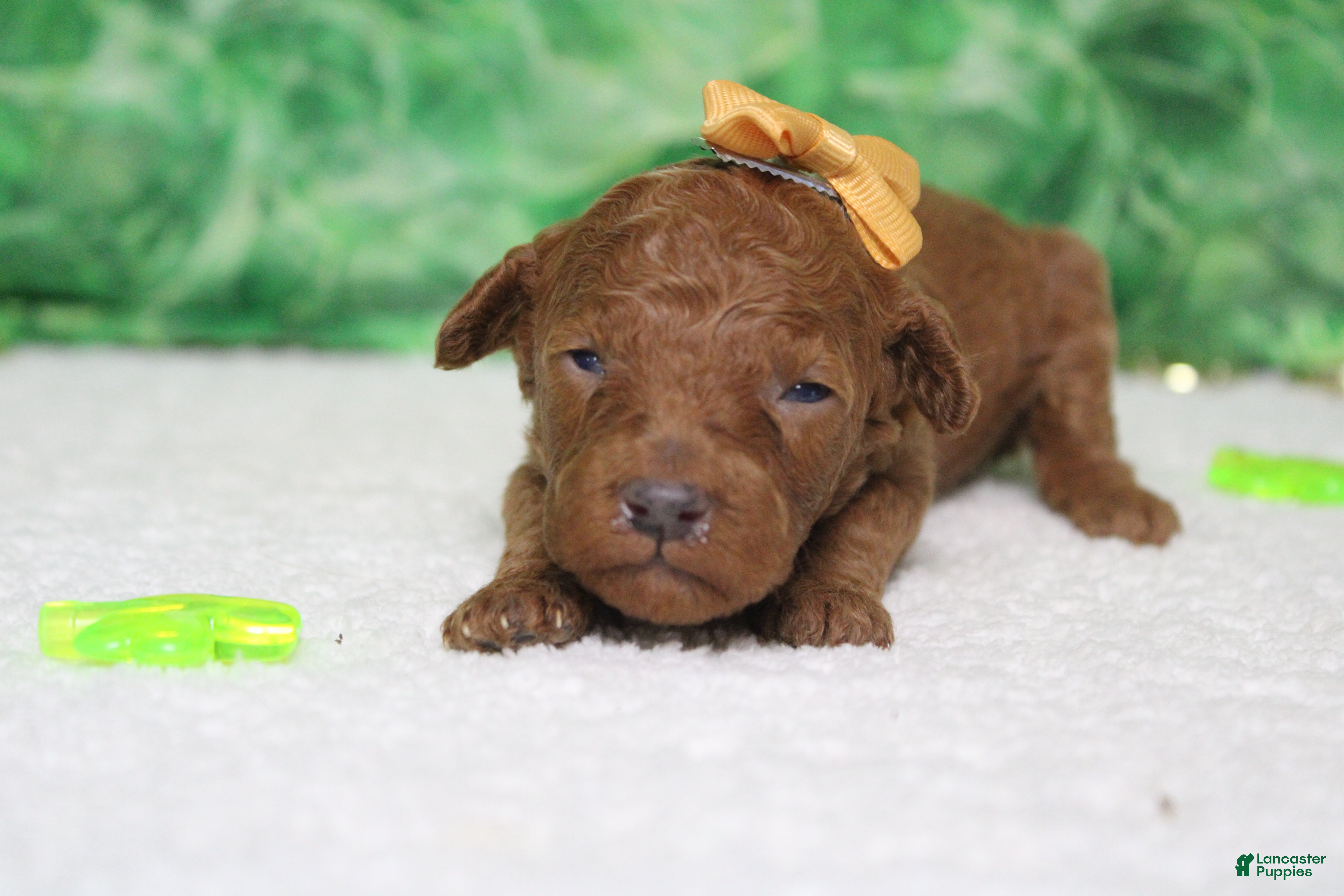 Miniature Poodle dogs De Anna - Ad 34