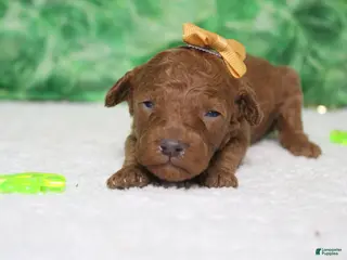 Miniature Poodle dogs De Anna - Ad 34