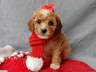 Cavapoo dogs Cookie - Ad 41