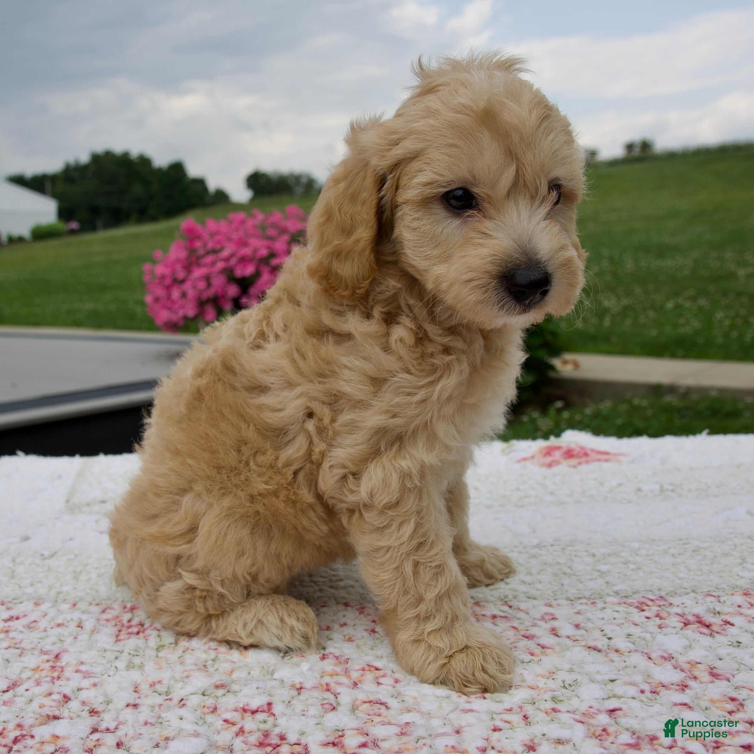 Aussiedoodle dogs Arrow - Ad 2