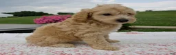 Aussiedoodle dogs for sale: Arrow - Ad 2