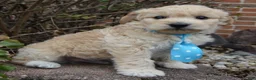 Mini Goldendoodle dogs for sale: Mini Gus - Ad 11