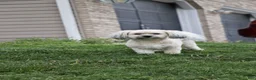 Havanese dogs for sale: Havanese 1 - Ad 3