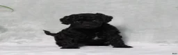 Mini Goldendoodle dogs for sale: Amanda - Ad 3