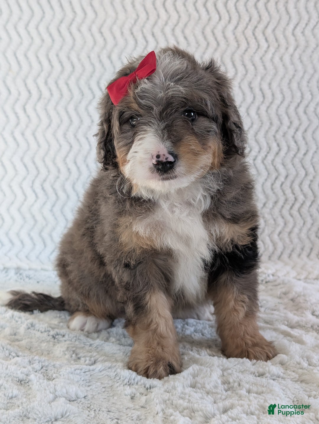Mini Bernedoodle dogs for sale: Mini Banks  - Ad 4
