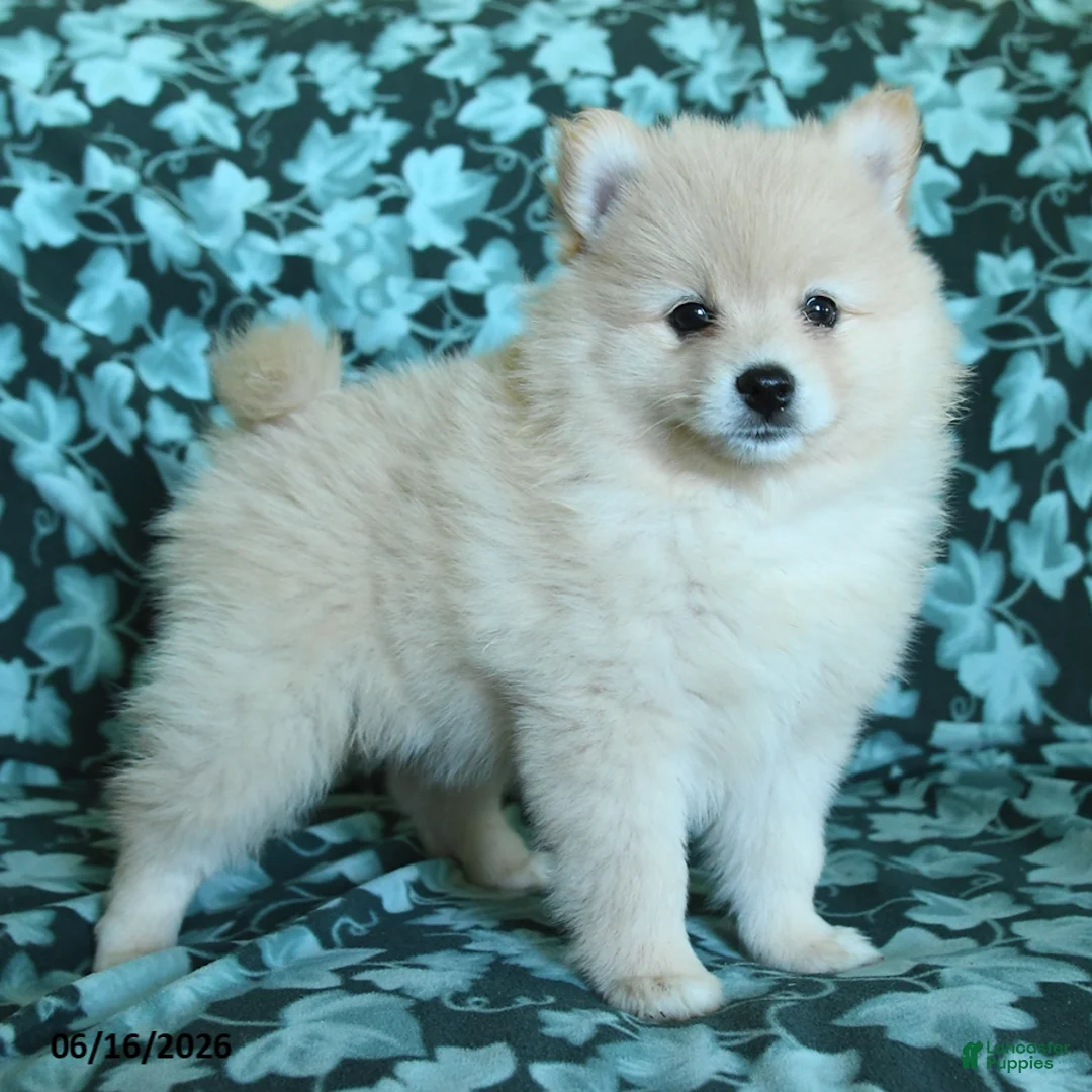 Pomeranian dogs for sale: Prince   - Ad 1