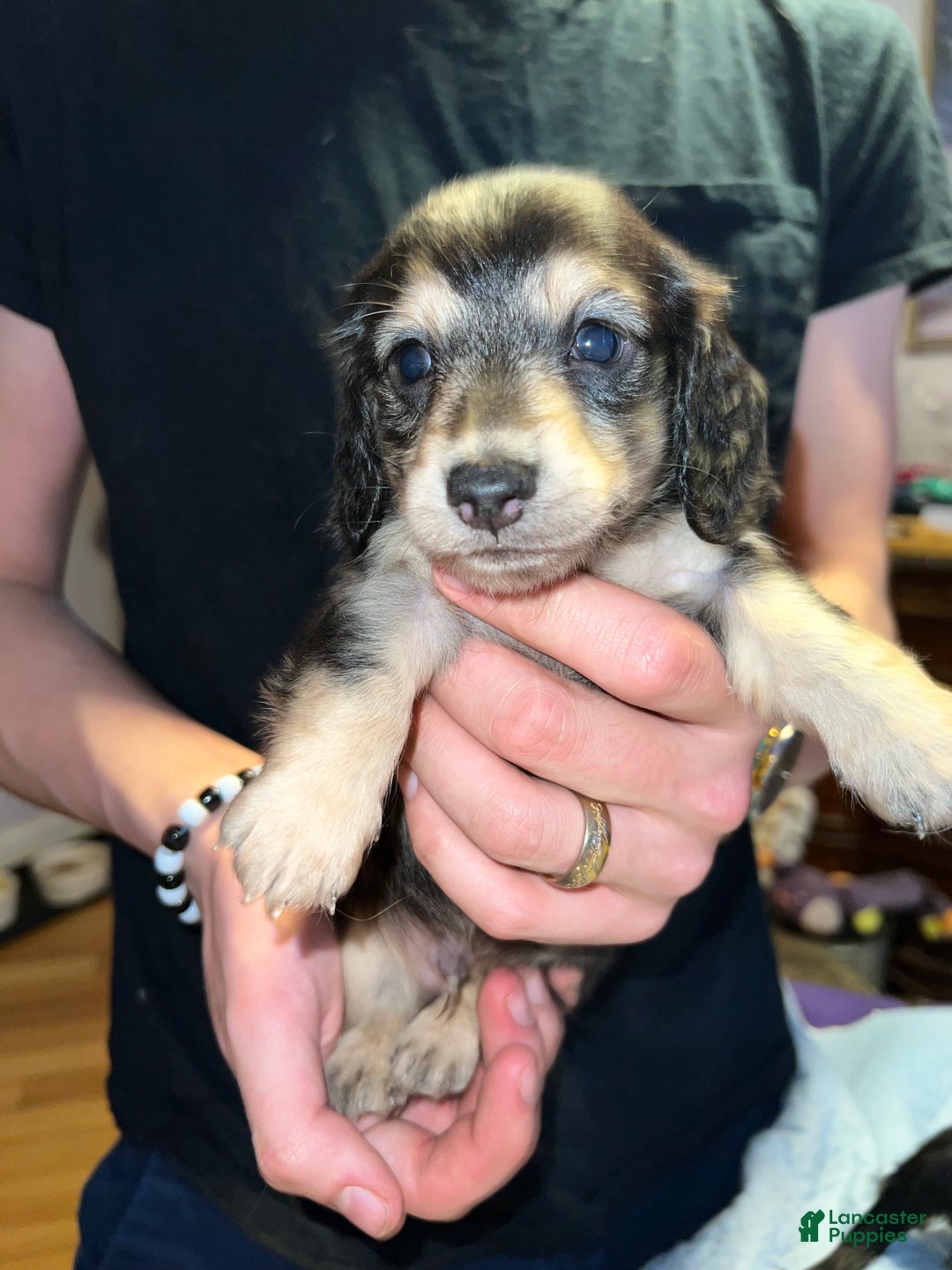 Miniature Dachshund dogs for sale: Black and cream dapple - South african - Ad 1