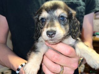 Miniature Dachshund dogs Black and cream dapple - South african - Ad 20