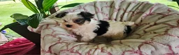 Yorkshire Terrier dogs for sale: DAISY  - Ad 3