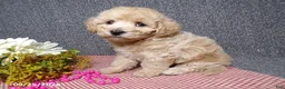 Bichpoo dogs for sale: Tracy - Ad 6