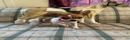 Chihuahua dogs for sale: ♡ Bobbi Girl ♡  - Ad 15